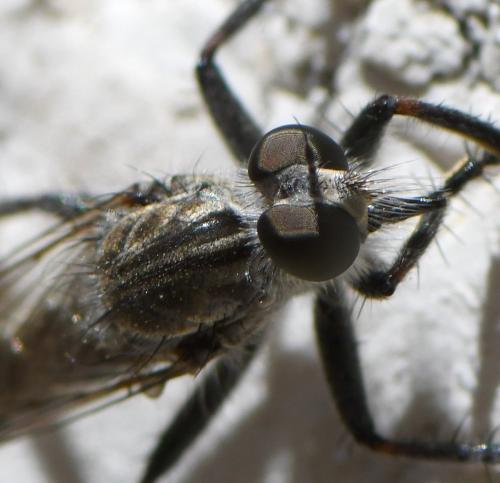 Asilinae